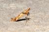 Caloptilia honoratella